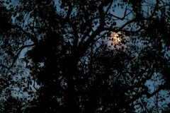 IMG_1079