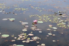 IMG_0998