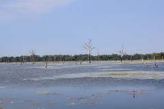 IMG_1000