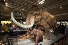 Huge hairy mammoth and baby.