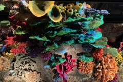 Colourful sea flora.