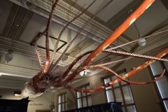 A huge squid, suspended from the ceiling.